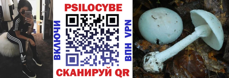 где купить наркоту  Бежецк  Псилоцибиновые грибы Psilocybe 